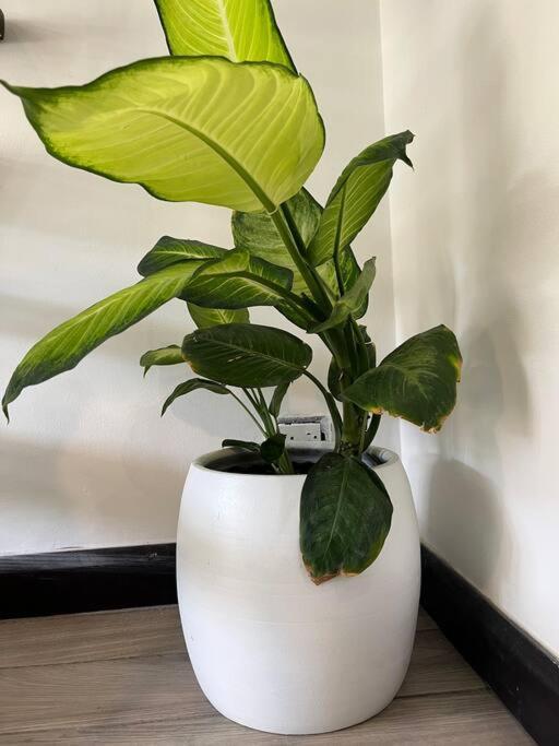 Cr Mariposa Rentals Lakeview Penthouse With Office Space, Pool, Gym, Tennis Santa Ana  Exteriör bild